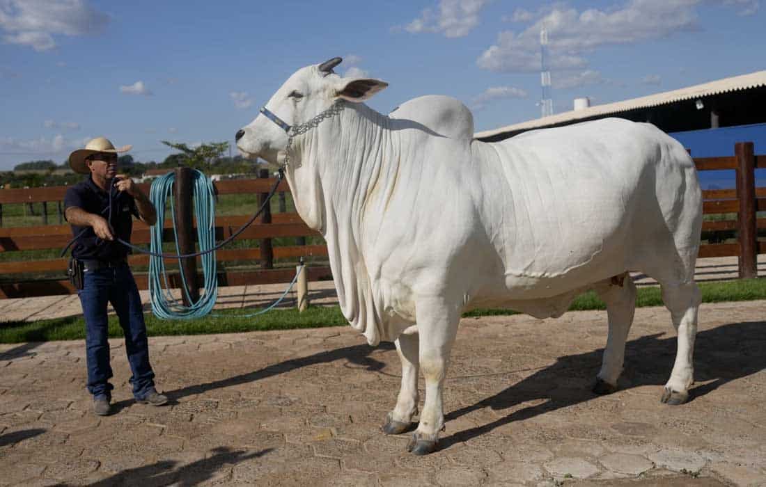Most expensive cow: Viatina-19 fetches $4.8 million cow at auction