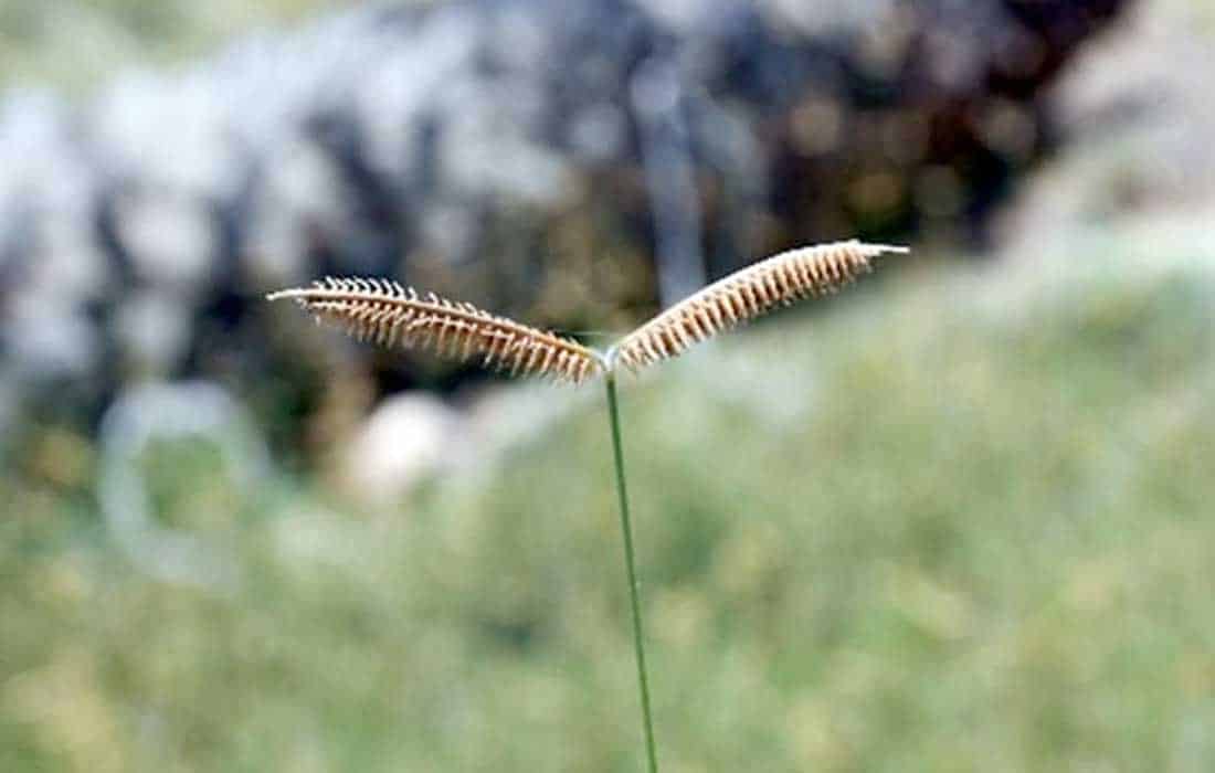 UAE plant discovery: Sharjah researchers record three new species, highlighting the emirate’s commitment to biodiversity conservation.