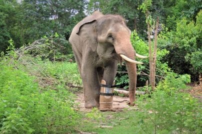 Emirates Park Zoo to aid endangered animal rescue in Cambodia