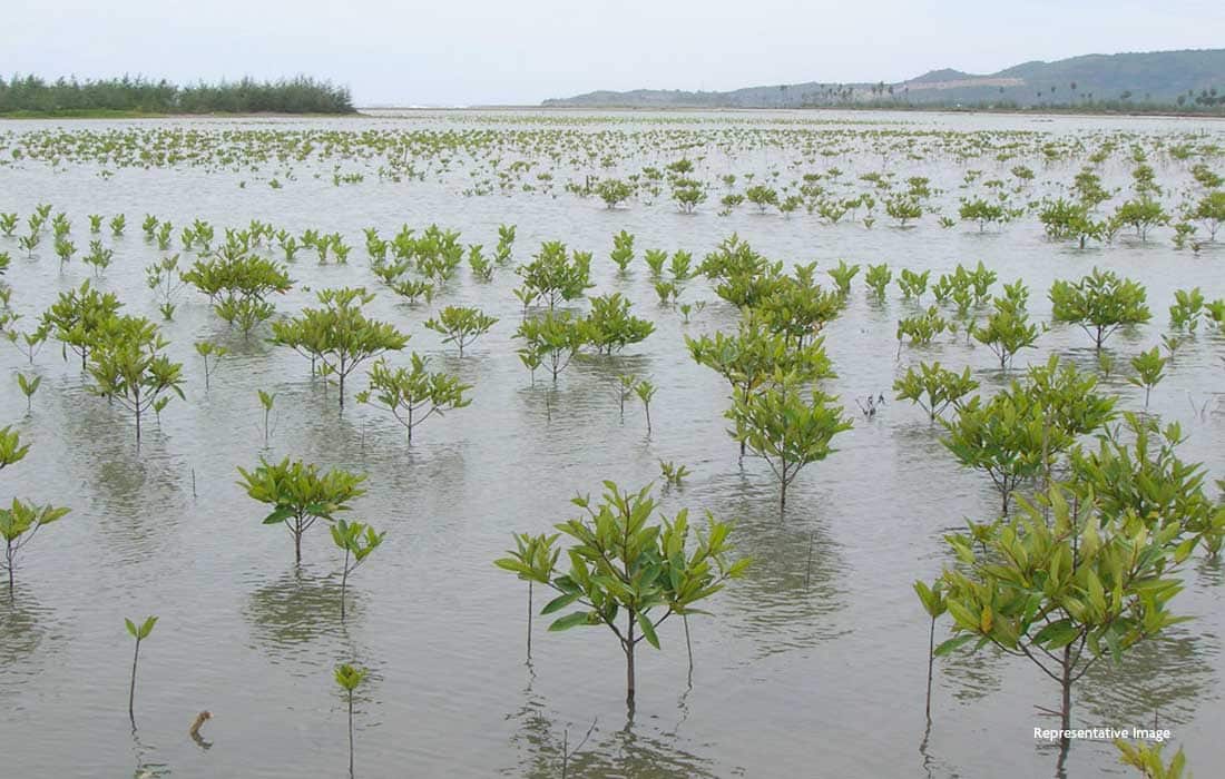 UAE mangrove planting drive by EEG marks Earth Day 2025