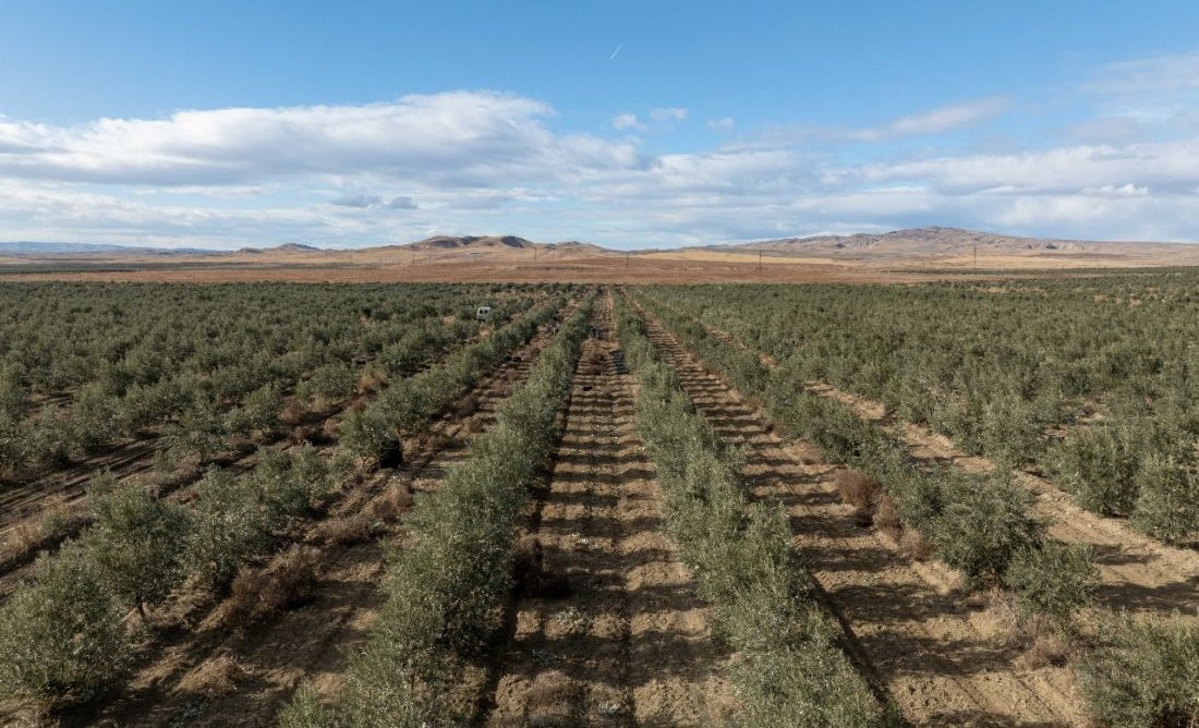 Olive Tree Tokenisation Launches New Era of Sustainable Investment in Dubai