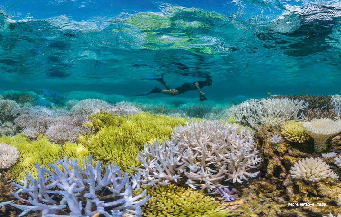 EAD to restore over four million coral colonies in Abu Dhabi by 2030