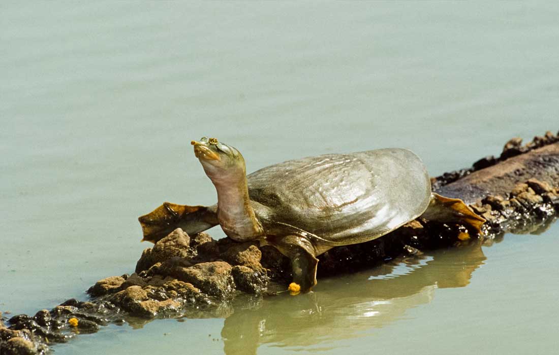 India moves to save endangered river turtles in Ganga project