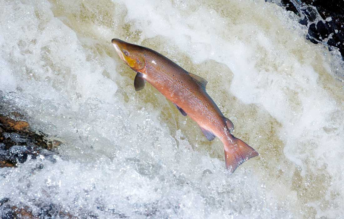 Wild salmon face new barrier in Klamath River