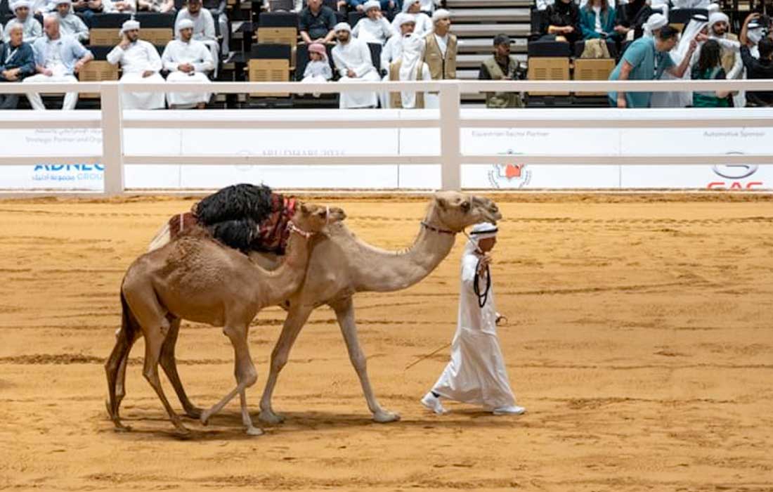 ADIHEX Camel Auction hits AED1.7m sales