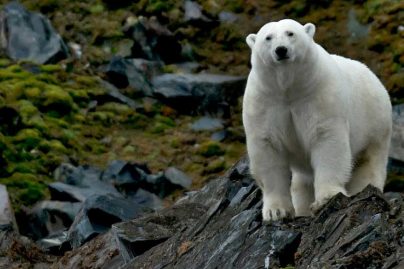 Europe urged to act faster as environment continues to decline despite emission cuts