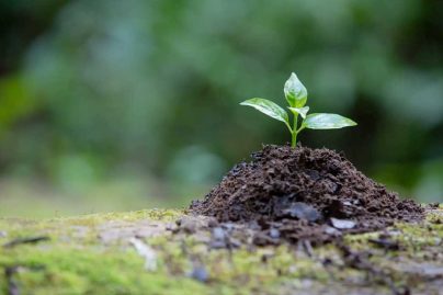 UAE to host IUCN Congress 2025 in Abu Dhabi, driving global conservation action