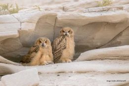 Why birdwatchers are flocking to these 6 UAE spots this season