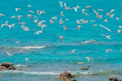 Sharjah’s Sir Bu Nair Festival marks 25 years of marine heritage and ecology